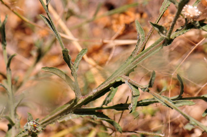 Maltese Star-thistle is a forb with erect stiff stems, usually 1 stem and openly branched. Note in the photo that the stems are winged, gray and hairy and resin-dotted. Centaurea melitensis 